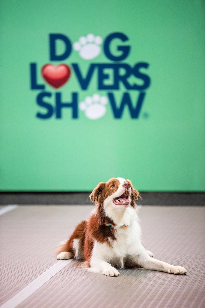 Saturday Day-Out: Dog Lover’s Show Melbourne Exhibition